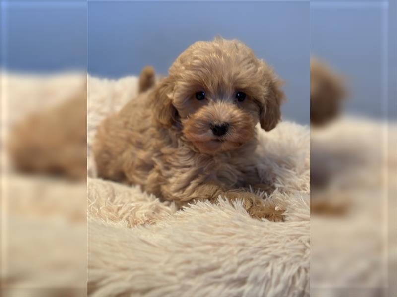 Sehr schöne und gesunde Maltipoo Welpen