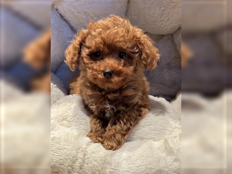 Sehr schöne und gesunde Maltipoo Welpen