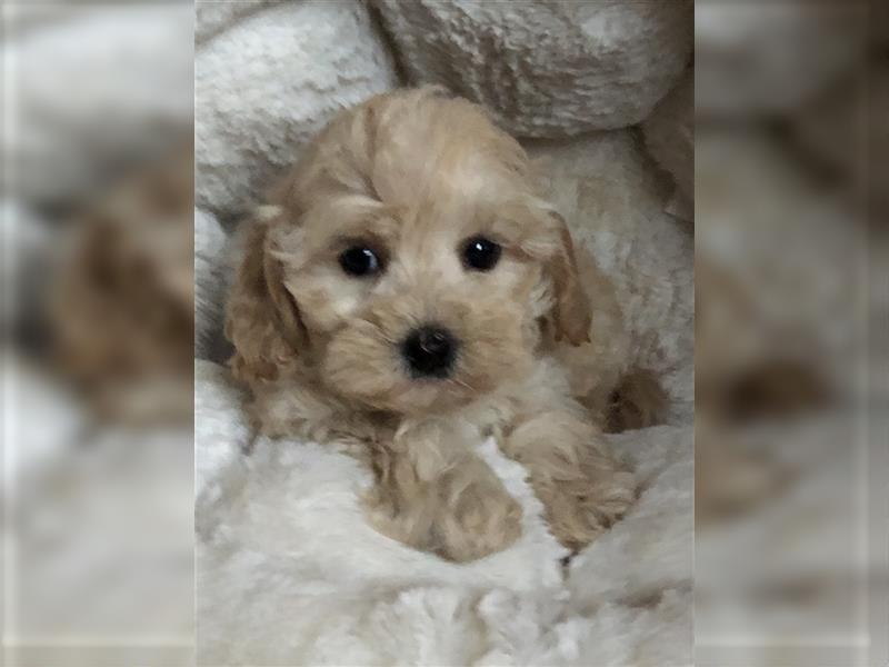 Sehr schöne und gesunde Maltipoo Welpen