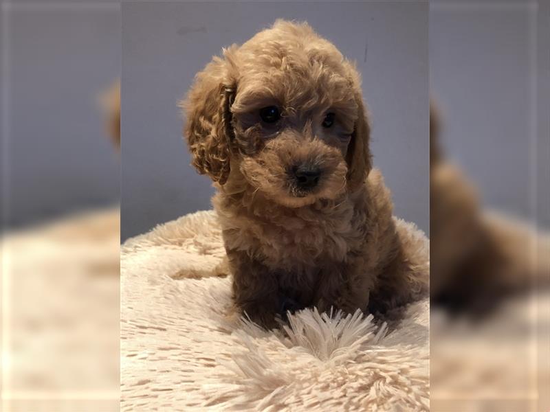 Sehr schöne und gesunde Maltipoo Welpen