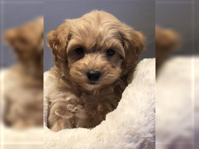 Sehr schöne und gesunde Maltipoo Welpen