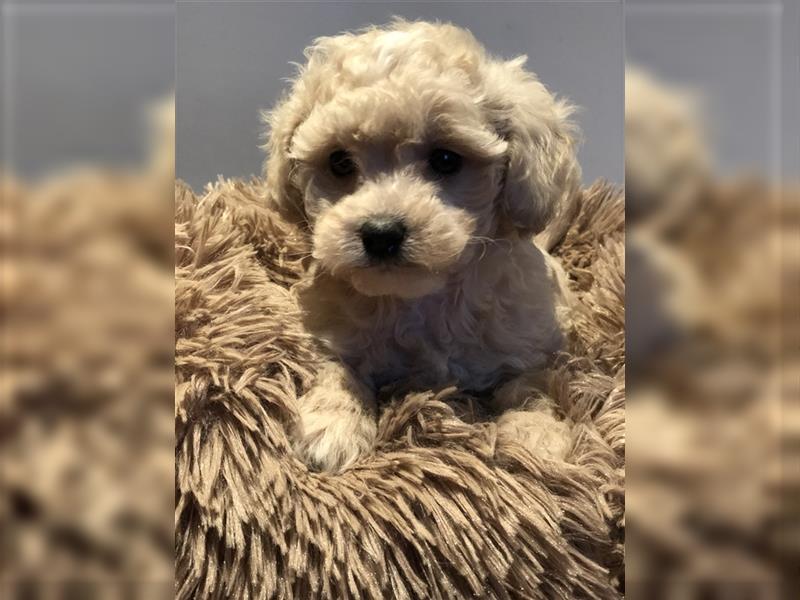 Sehr schöne und gesunde Maltipoo Welpen