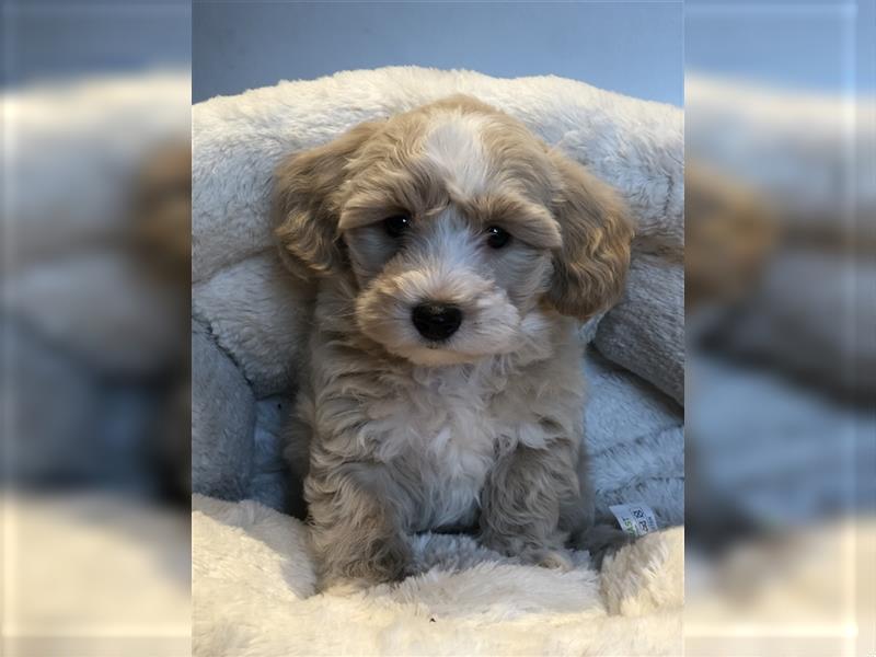 Sehr schöne und gesunde Maltipoo Welpen