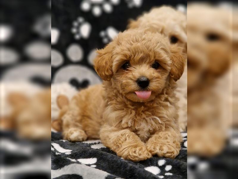 Maltipoo Welpe Weibchen