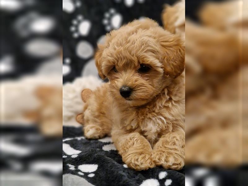 Maltipoo Welpe Weibchen