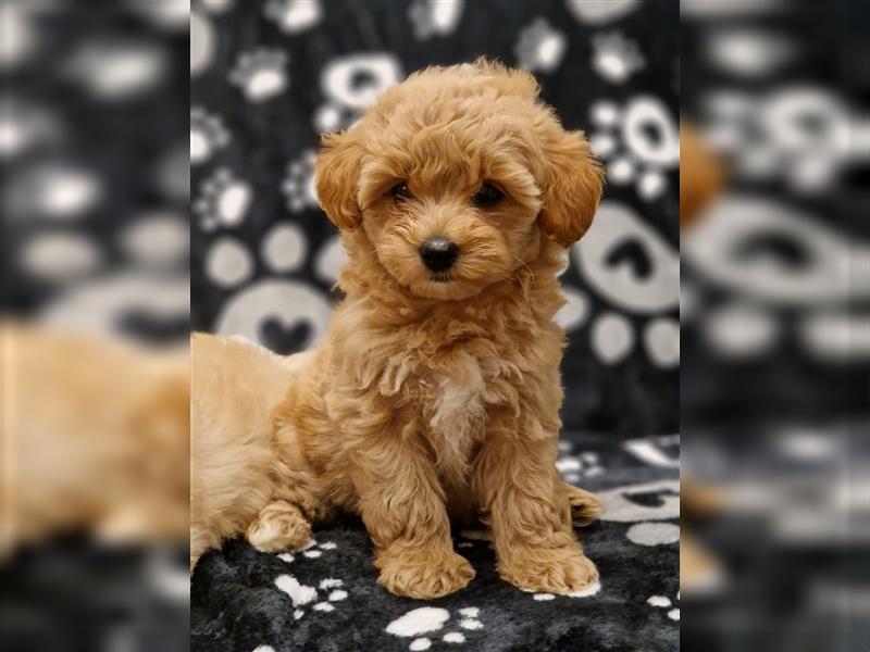 Maltipoo Welpe Weibchen