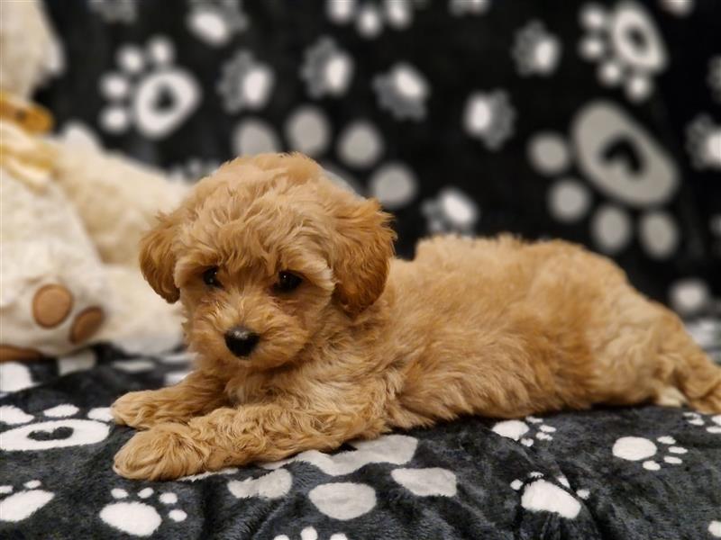 Maltipoo Welpe Weibchen