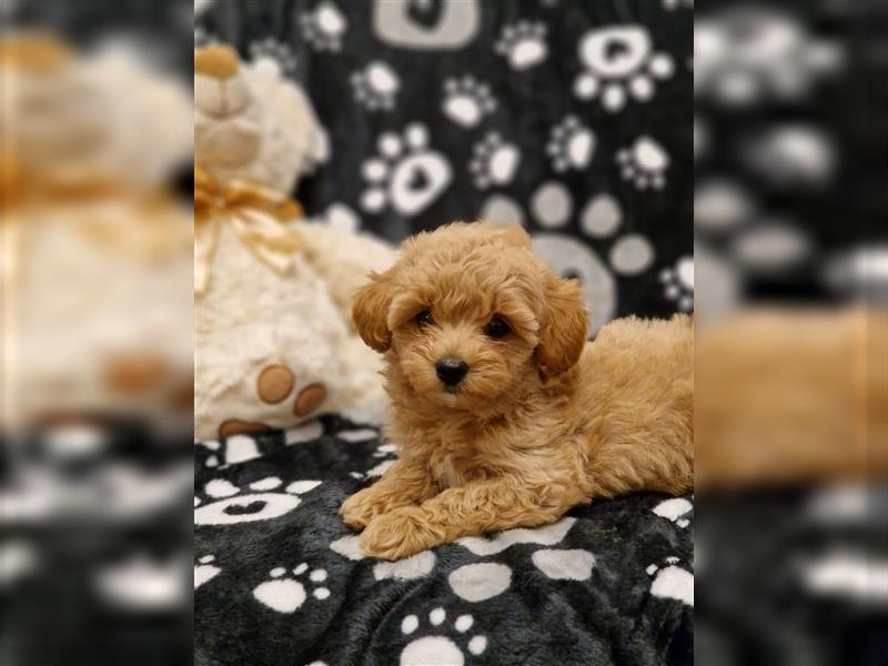 Maltipoo Welpe Weibchen