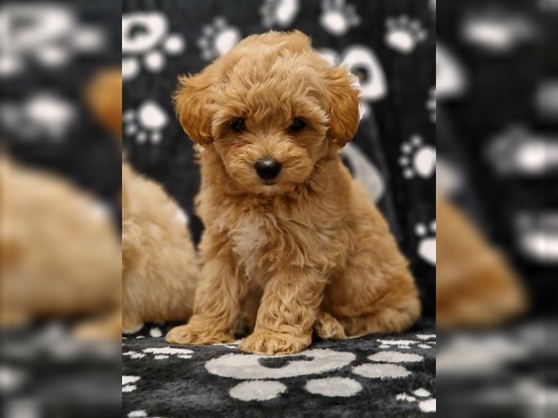 Maltipoo Welpe Weibchen