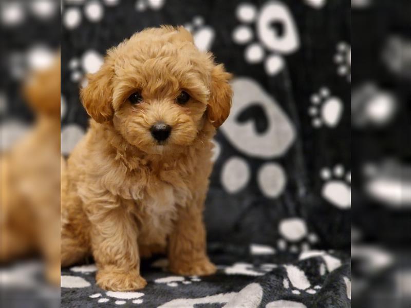 Maltipoo Welpe Weibchen