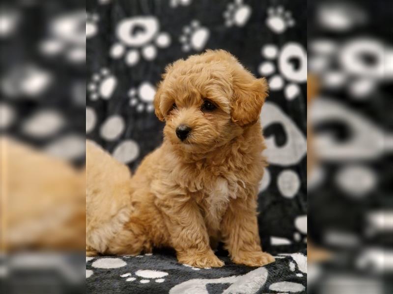 Maltipoo Welpe Weibchen