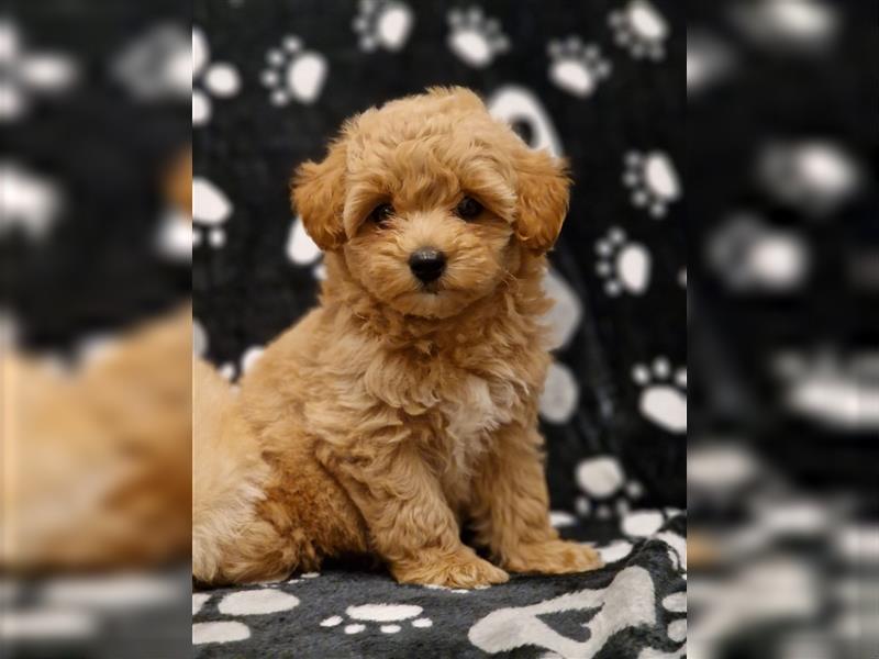 Maltipoo Welpe Weibchen