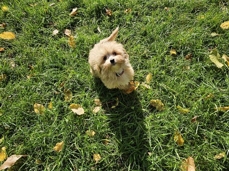 Powderpuff Maltipoo