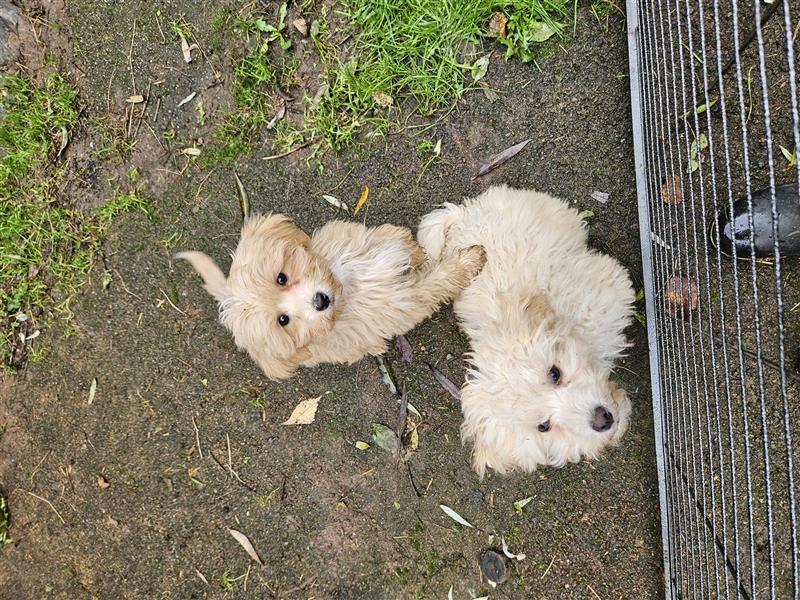 Powderpuff Maltipoo