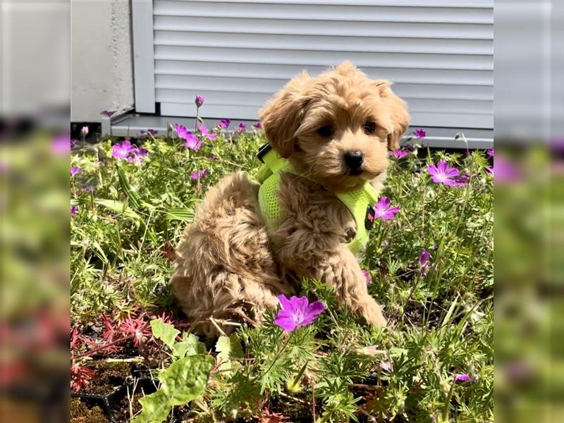 Maltipoo F1 Welpen - Pudel - Malteser