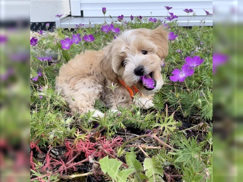 Maltipoo F1 Welpen - Pudel - Malteser