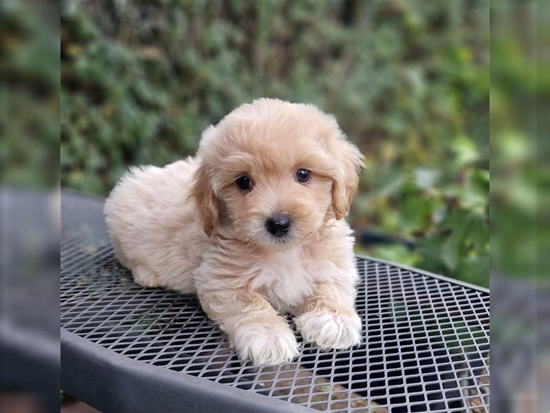 Maltipoo Welpe