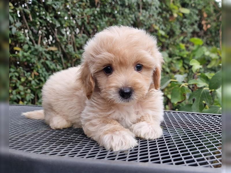 Maltipoo Welpe