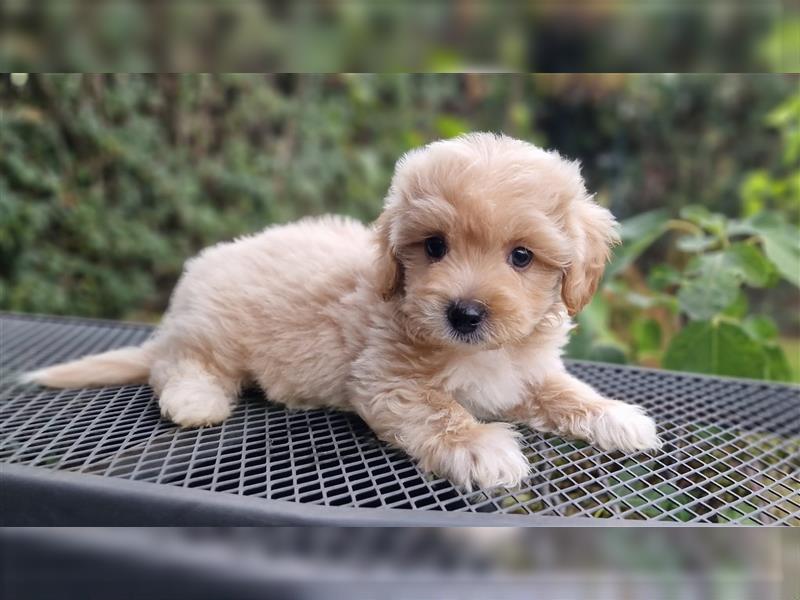 Maltipoo Welpe