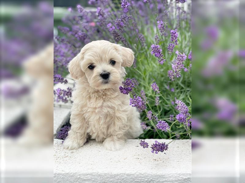 Zauberhafte Maltipoo Welpen F1