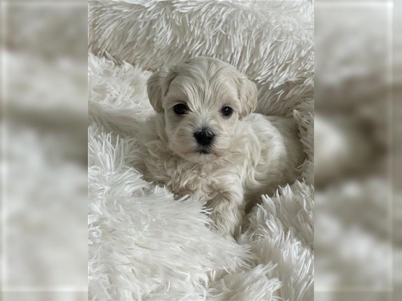 Zauberhafte Maltipoo Welpen F1