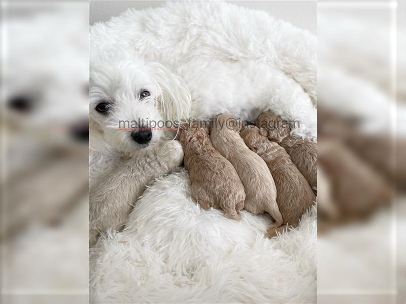 Zauberhafte Maltipoo Welpen F1