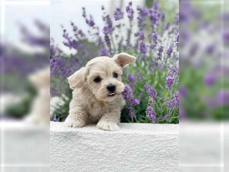 Zauberhafte Maltipoo Welpen F1