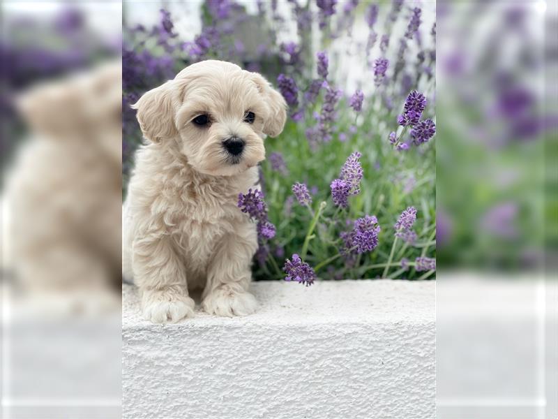 Zauberhafte Maltipoo Welpen F1