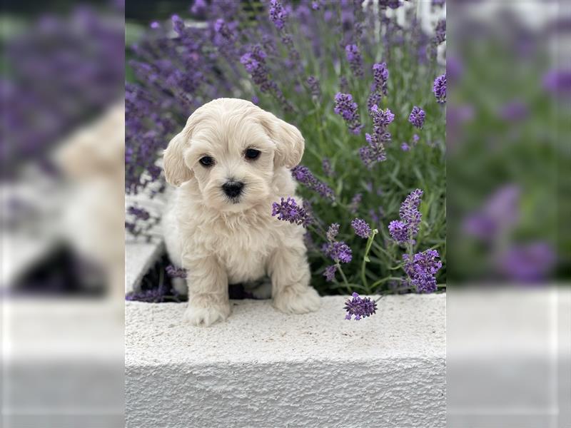 Zauberhafte Maltipoo Welpen F1