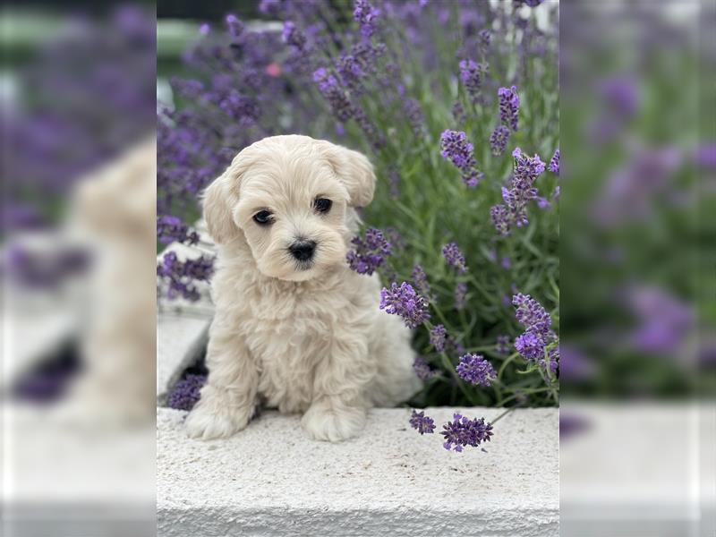 Zauberhafte Maltipoo Welpen F1