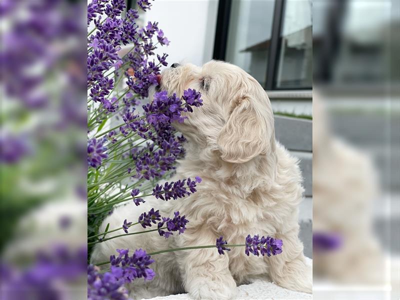 Zauberhafte Maltipoo Welpen F1