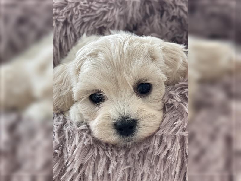 Zauberhafte Maltipoo Welpen F1