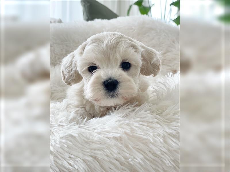 Zauberhafte Maltipoo Welpen F1