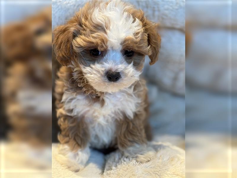 Sehr gesunde Mini Maltipoo Welpen in apricot und crème farben. 