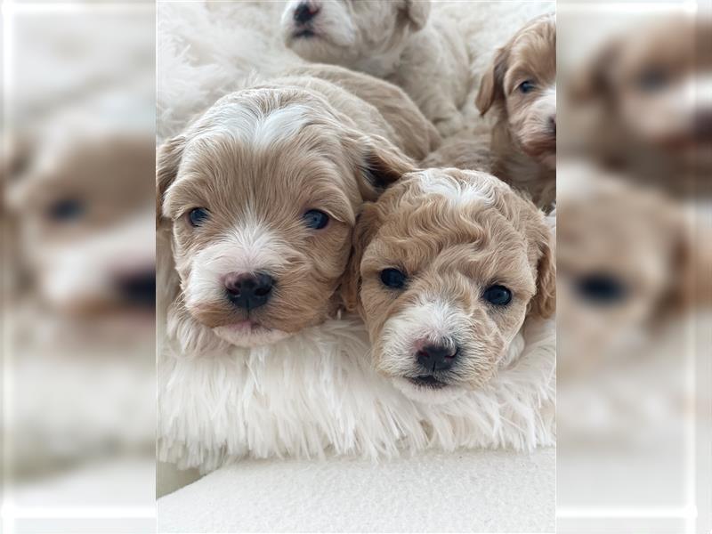 Traumhafte Maltipoo Welpen F1 Malteser Pudel