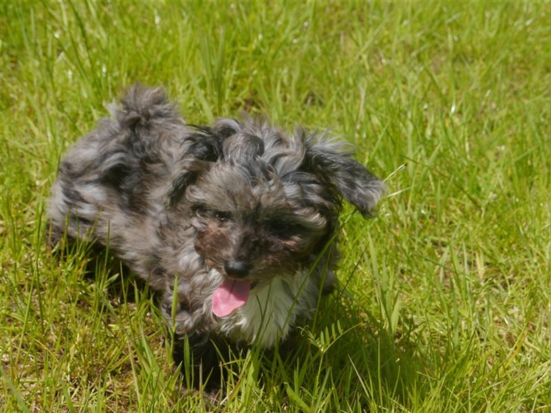 Bolonka-Pudel (Doodle, Bollipoo) Welpen in einzigartigen Farben.