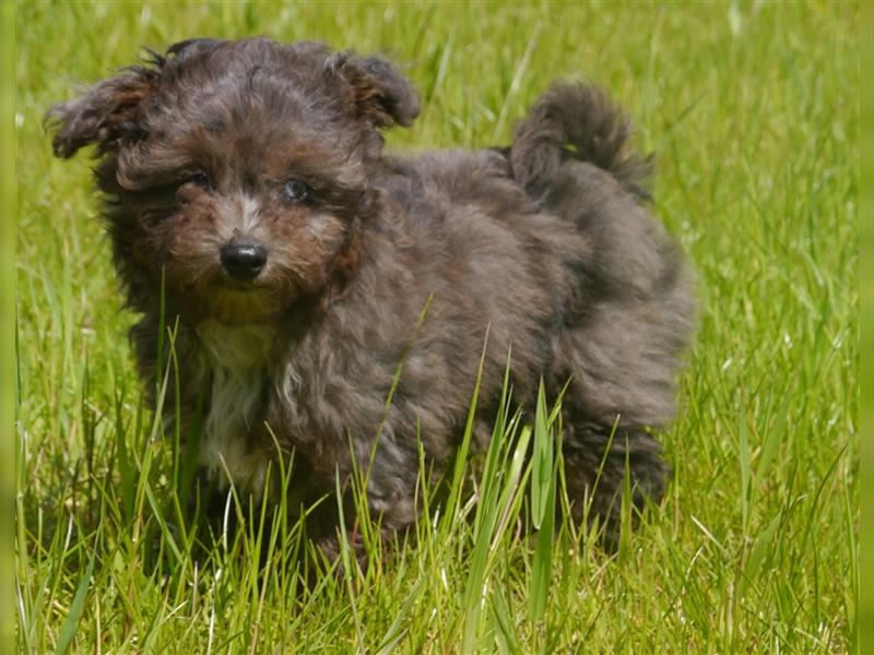 Bolonka-Pudel (Doodle, Bollipoo) Welpen in einzigartigen Farben.