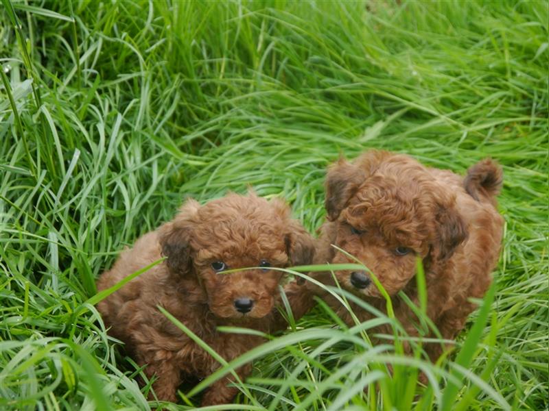 Bolonka-Pudel (Doodle, Bollipoo) Welpen in einzigartigen Farben.