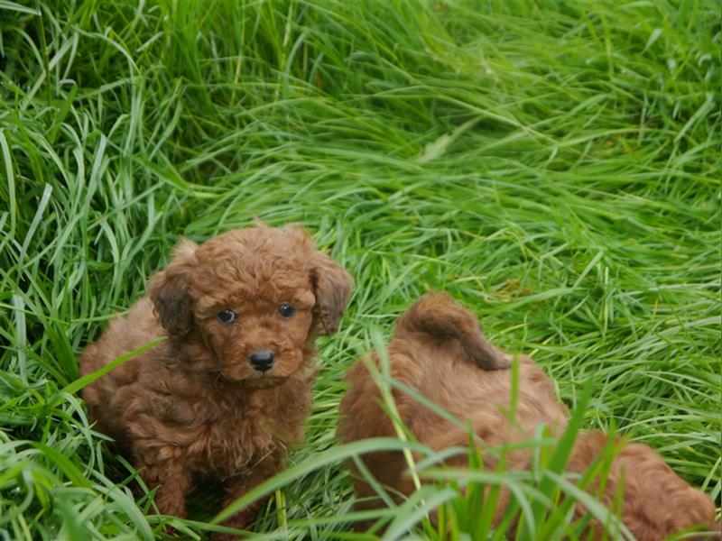 Bolonka-Pudel (Doodle, Bollipoo) Welpen in einzigartigen Farben.