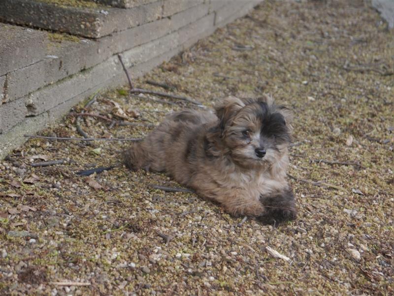 Bolonka-Pudel (Doodle, Bollipoo) Welpen in einzigartigen Farben.