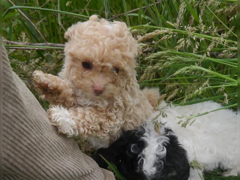 Bolonka-Pudel (Doodle, Bollipoo) Welpen in einzigartigen Farben.