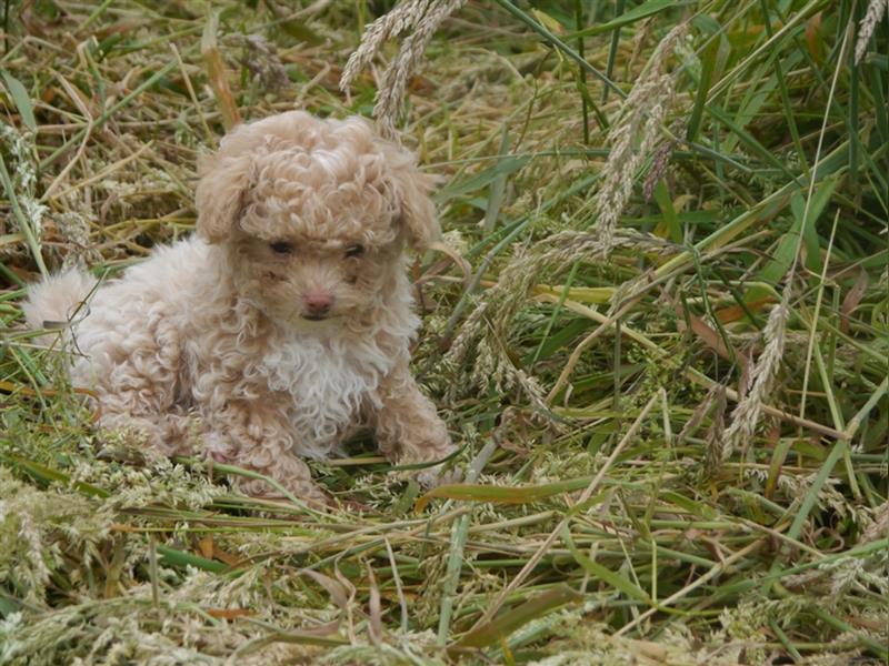 Bolonka-Pudel (Doodle, Bollipoo) Welpen in einzigartigen Farben.