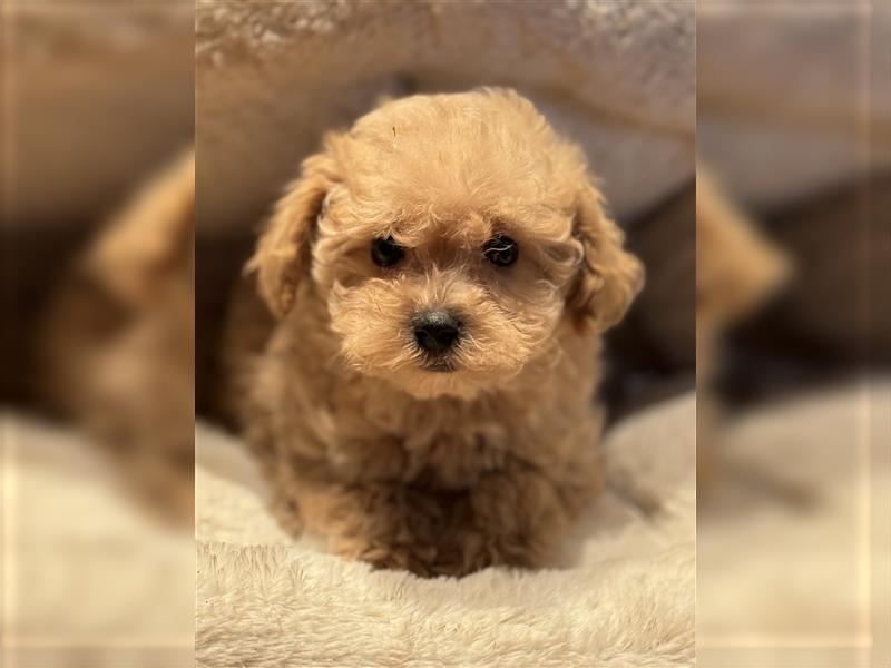 Sehr gesunde Mini Maltipoo Welpen in apricot und crème farben. 