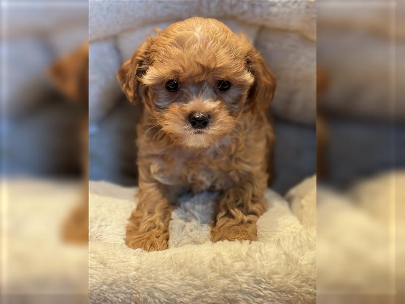 Sehr gesunde Mini Maltipoo Welpen in apricot und crème farben. 