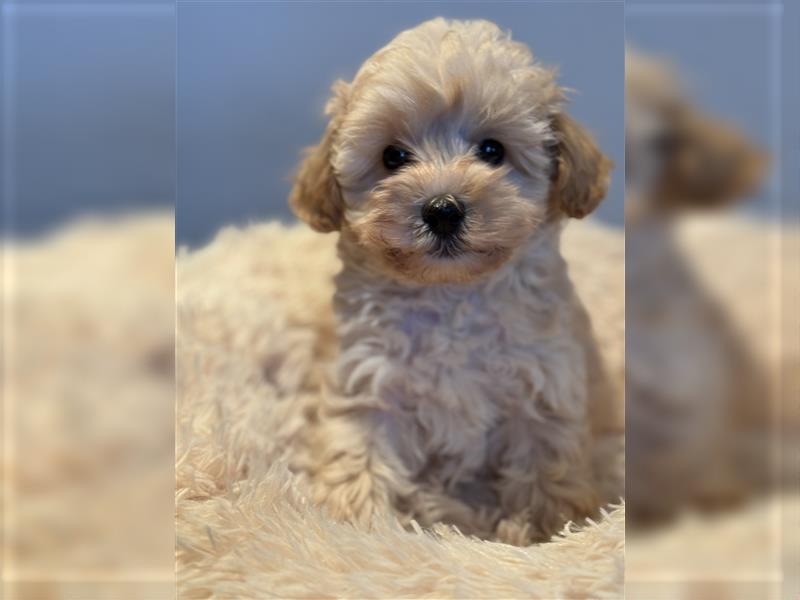 Sehr gesunde Mini Maltipoo Welpen in apricot und crème farben. 