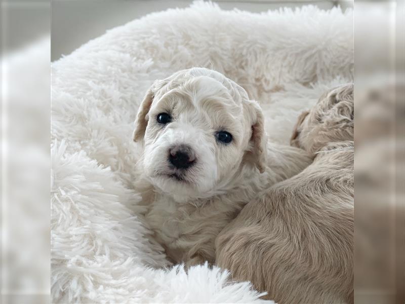 Traumhafte Maltipoo Welpen F1 Malteser Pudel