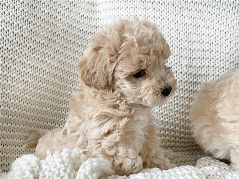 Traumhafte Maltipoo Welpen F1 Malteser Pudel