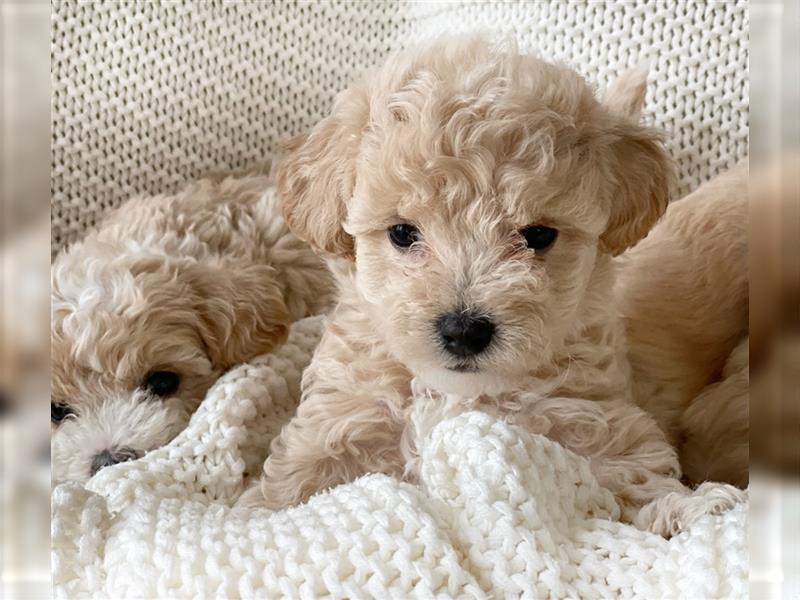 Traumhafte Maltipoo Welpen F1 Malteser Pudel