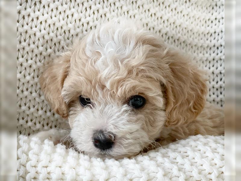 Traumhafte Maltipoo Welpen F1 Malteser Pudel