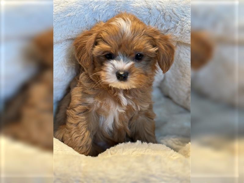 Sehr gesunde Mini Maltipoo Welpen in apricot und crème farben. 